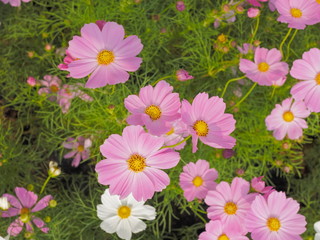 Soft focus pink Cosmos flowers blossom in meadow with green leaves nature background.