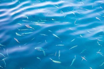 Fish in the blue water of the sea as a background