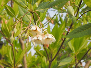 Beautiful Elaeocarpus white flowers from Madagascar blossom on branches with green nature blurred background.