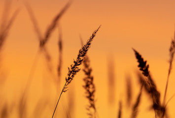 Fototapeta premium Silhouettes of dry grass on a sunset background