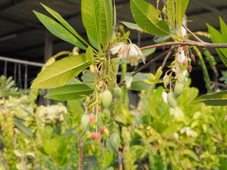 Beautiful Elaeocarpus white flowers from Madagascar blossom on branches with green nature blurred background.
