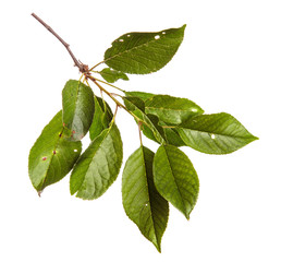 Cherry tree branch with green leaves on a white isolated background. Isolate