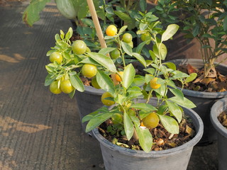 view of many Kumquat (Citrus japonica) hang on branches frowing in flower pot with green leaves...