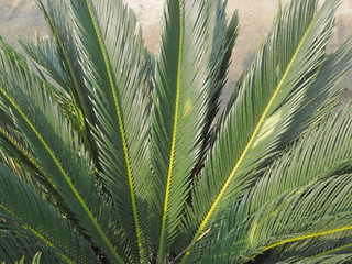 view green leaves of Sago Palm (Cycas revoluta) texture background.