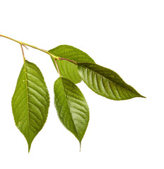 Obraz premium Cherry tree branch with green leaves on a white isolated background. Isolate