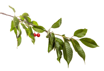 Cherry tree branch with green leaves and berries on a white isolated background. Isolate