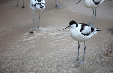 Wader: black and white Pied avocet on the beach