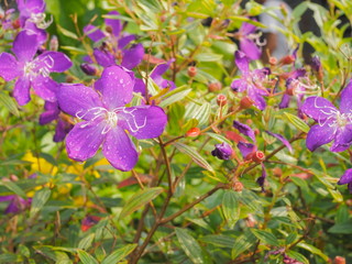 Fototapeta premium Beautiful Tibouchina urvilleana purple flower blossom on branch with dew drop and nature blurred background, other names include glory bush, lasiandra, princess flower, pleroma, purple glory tree.