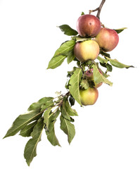 Apple tree branch with fruits and green foliage isolate. Apples on a branch on an isolated white...