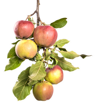 Apple tree branch with fruits and green foliage isolate. Apples on a branch on an isolated white background.