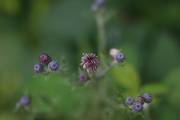purple flowers