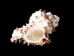 Sea shell isolated on a black background