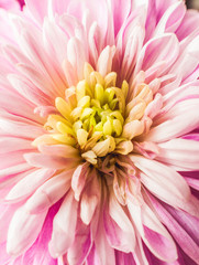 Macro photography of a fresh pink Chrysanthemum.