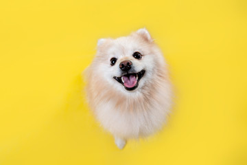 Domestic dog. Portrait of a beige Pomeranian on a yellow background. The view from the top. Copy...