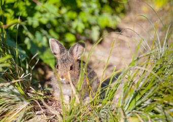 Rabbit