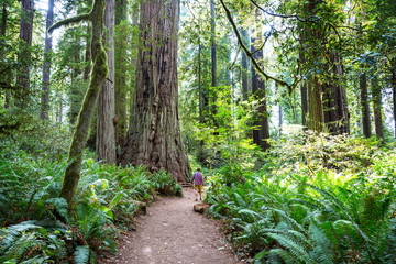 Redwoods