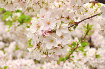 Fototapeta na wymiar Tokyo Cherry Blossom
