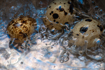  These are quail eggs in water.