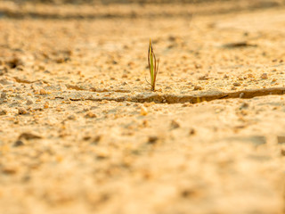 Single grass