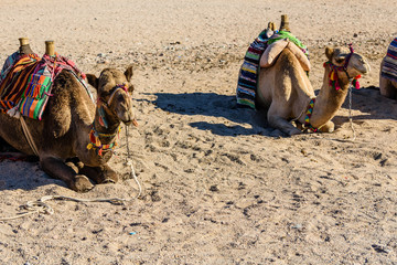 Camels in arabian desert not far from the Hurghada city, Egypt