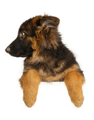 Puppy German Shepherd holding a banner isolated on a white background
