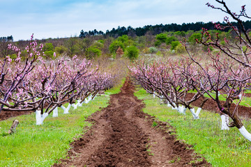 Pink flowers blooming peach tree at spring. Spring blooming, Abstract background. Banner. Selective...