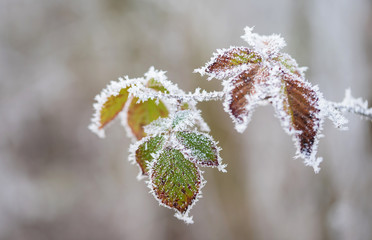 Frosted plant a winters day