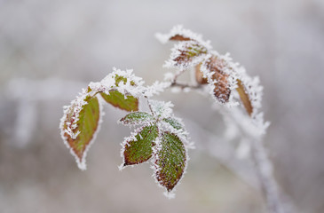 Frosted plant a winters day