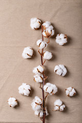Dry cotton flower