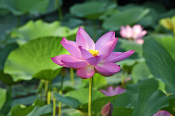 A blooming pink lotus flower and green lotus leaves in the pond