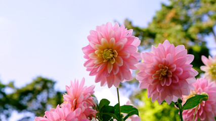 Fototapeta premium Close up of pink dahlias in the garden against sunlight and the blue sky