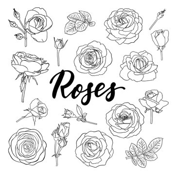 set of black and white outline roses, buds and leaves. Floral contour isolated on white background. design greeting card and invitation of the wedding, birthday, Valentine s Day, mother s day, holiday