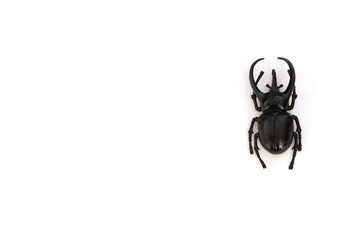 One beetle on white background. Study guide, insect study concept. Flat lay style with copy space for your text, direct above.