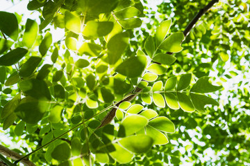 Green leaves, Samanea saman and sunlight.