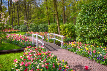 Obraz premium multicolored Tulips in the Keukenhof park in Netherlands 