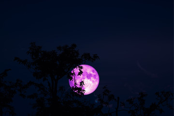 pink Full Hunger Moon on night sky back silhouette tree and cloud
