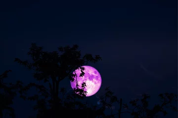 Fotobehang Volle maan en bomen roze Volle Hongermaan op nachtelijke hemel terug silhouet boom en wolk