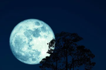 Fotobehang Volle maan en bomen super volle oogstmaan op nachthemel terug silhouet boom en wolk