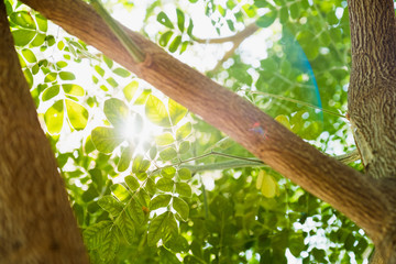 Green leaves, Samanea saman and sunlight.