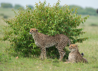 Cheetah Malaika and her  young cub sitting near a small bush seen at Masai Mara, Kenya, Africa
