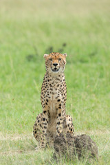 Naklejka na ściany i meble Cheetah Malaika sitting in a green grass seen at Masai Mara, Kenya, Africa