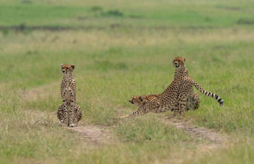 Cheetah Malaika and her two young in search of a prey seen at Masai Mara, Kenya, Africa