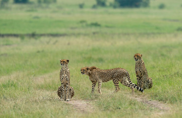 Cheetah Malaika and her two young in search of a prey seen at Masai Mara, Kenya, Africa