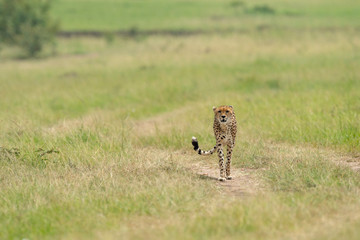 Cheetah Malaika walking in a green Grass seen at Masai Mara, Kenya, Africa
