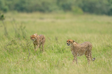 Cheetah Malaika and her young in search of a prey seen at Masai Mara, Kenya, Africa