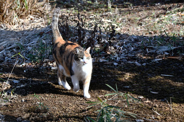 三毛猫（10歳）