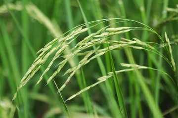 close up of green grass