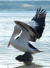 Portrait of a Pelican