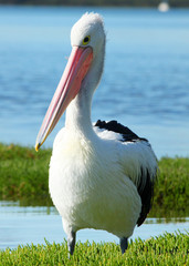 Portrait of a Pelican