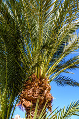Green date palm tree against the blue sky